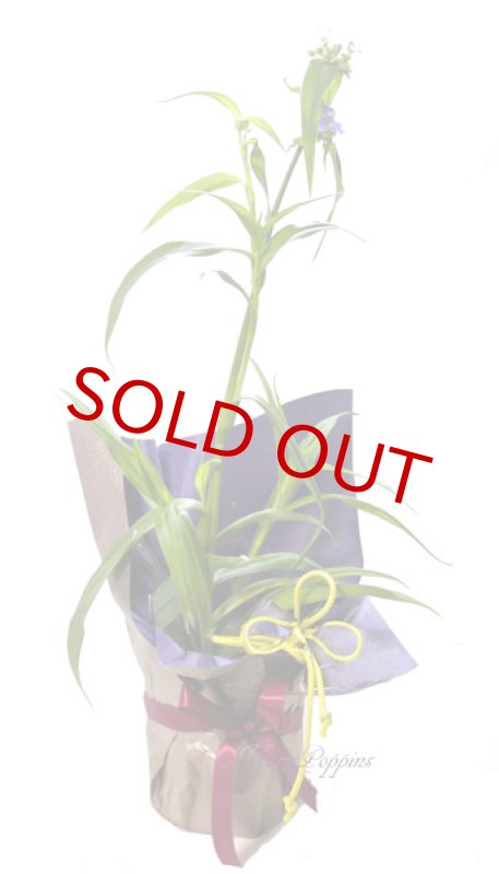 画像5: 紫露草（ムラサキツユクサ）の鉢植えギフト (5)