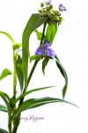 画像2: 紫露草（ムラサキツユクサ）の鉢植えギフト (2)