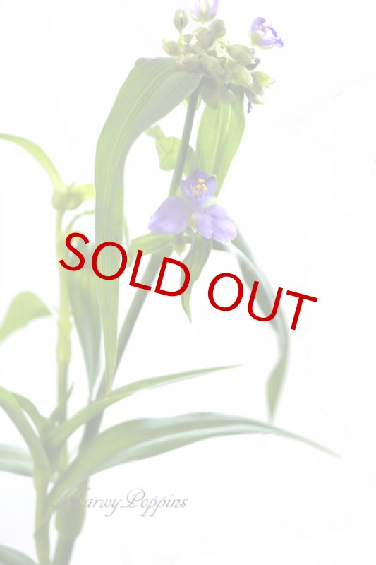 画像2: 紫露草（ムラサキツユクサ）の鉢植えギフト (2)