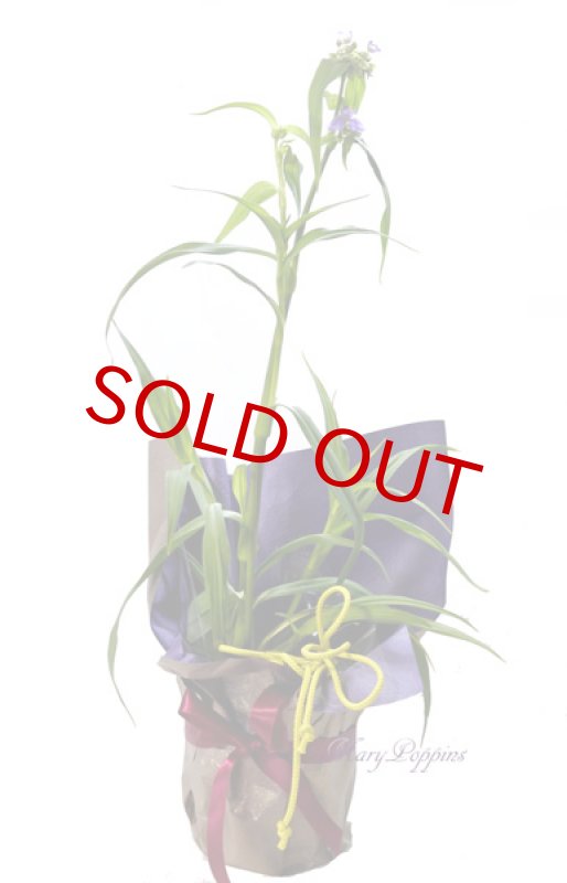 画像6: 紫露草（ムラサキツユクサ）の鉢植えギフト (6)