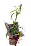 画像4: 紫露草（ムラサキツユクサ）の鉢植えギフト (4)