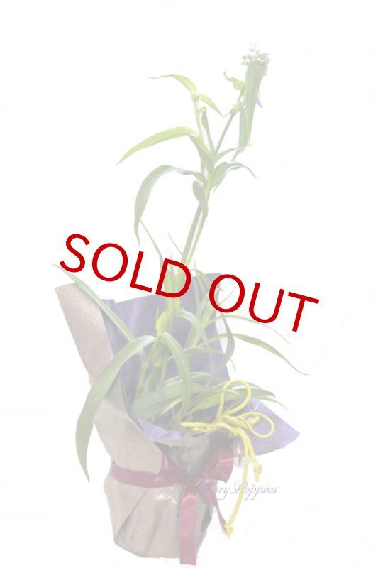 画像4: 紫露草（ムラサキツユクサ）の鉢植えギフト (4)