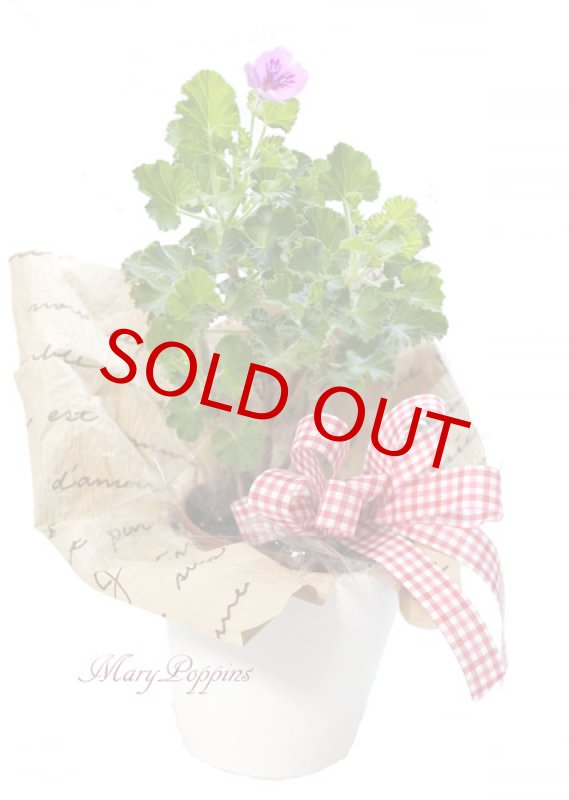 画像6: ゼラニウムの鉢植えギフト（センテッドゼラニウム） (6)