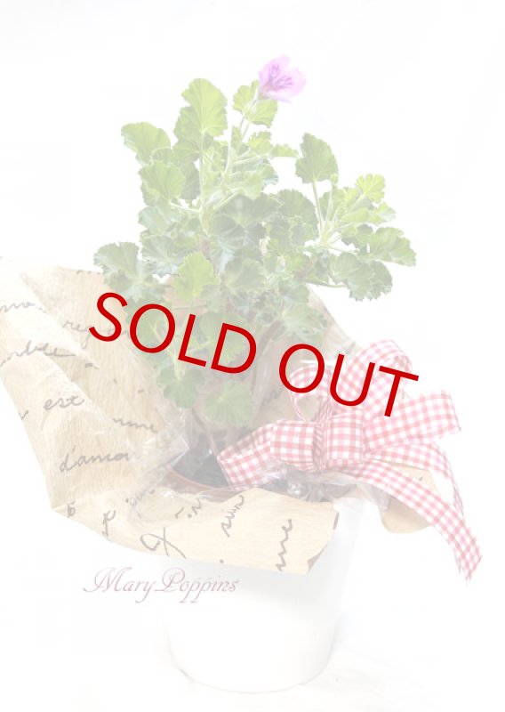 画像4: ゼラニウムの鉢植えギフト（センテッドゼラニウム） (4)