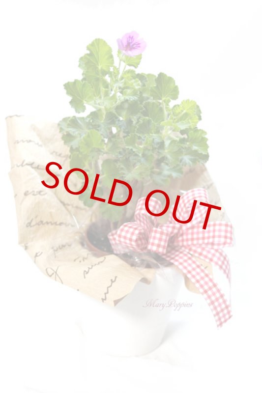 画像2: ゼラニウムの鉢植えギフト（センテッドゼラニウム） (2)