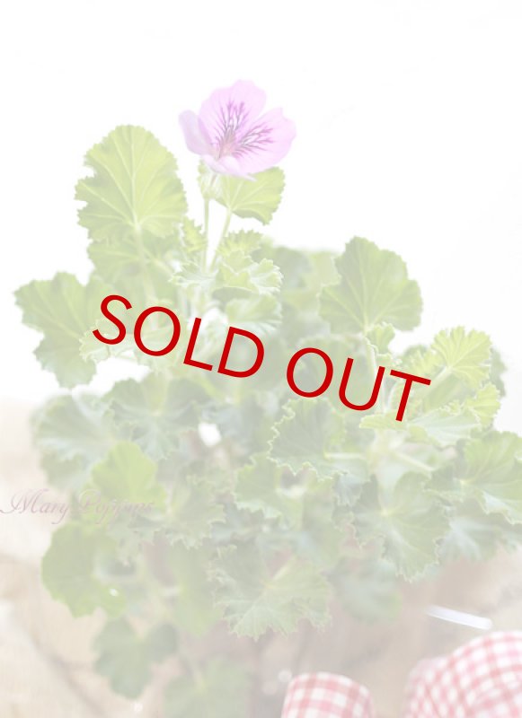 画像5: ゼラニウムの鉢植えギフト（センテッドゼラニウム） (5)