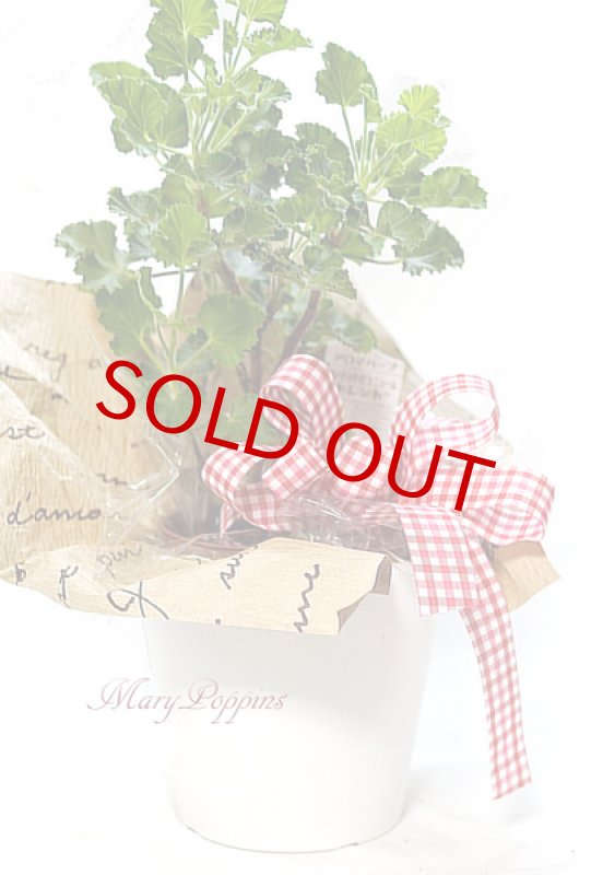 画像3: ゼラニウムの鉢植えギフト（センテッドゼラニウム） (3)