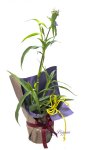 画像1: 紫露草（ムラサキツユクサ）の鉢植えギフト (1)
