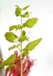 画像3: レモンバーム（メリッサ）の鉢植えギフト (3)