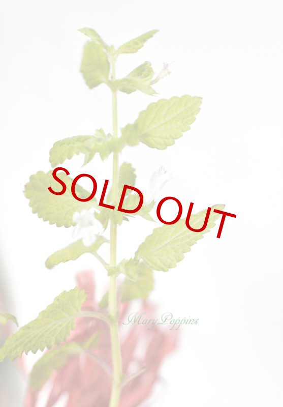 画像3: レモンバーム（メリッサ）の鉢植えギフト (3)