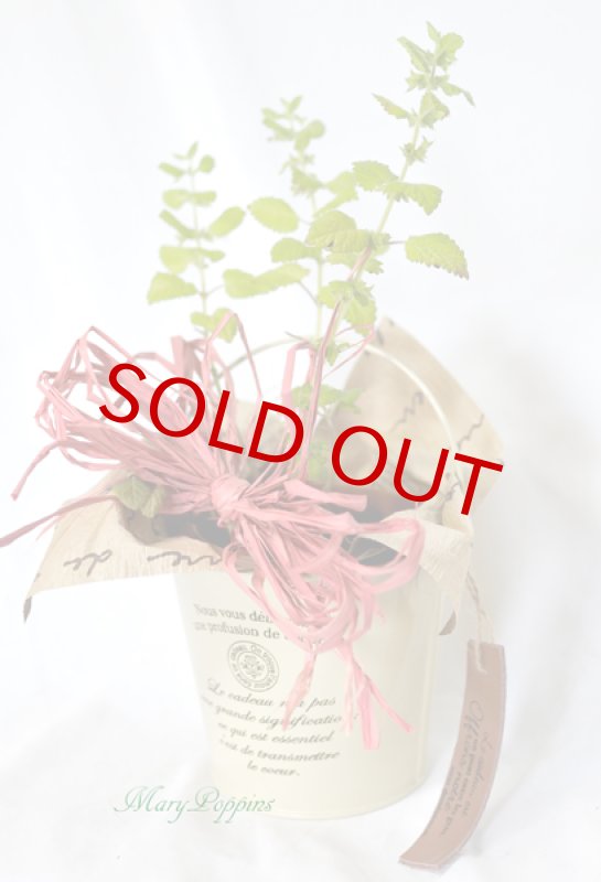 画像6: レモンバーム（メリッサ）の鉢植えギフト (6)