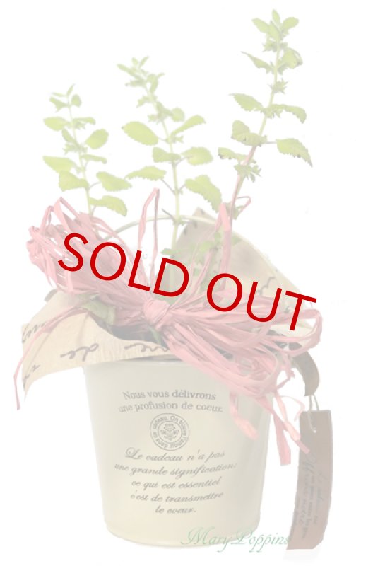 画像2: レモンバーム（メリッサ）の鉢植えギフト (2)