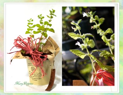 画像1: レモンバーム（メリッサ）の鉢植えギフト