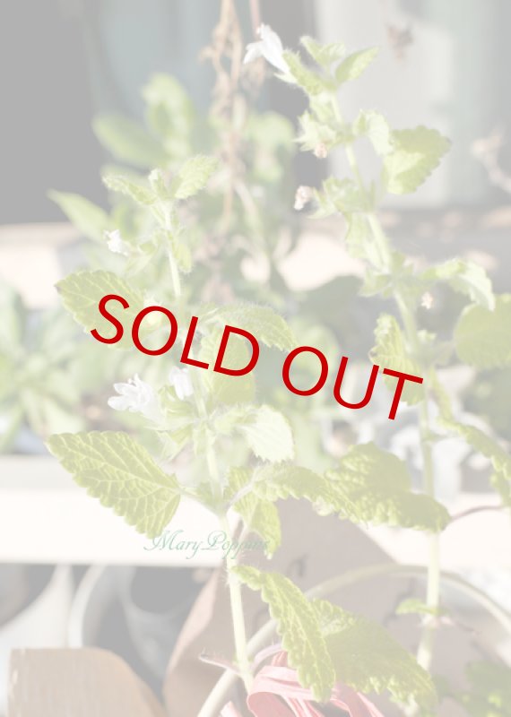 画像4: レモンバーム（メリッサ）の鉢植えギフト (4)