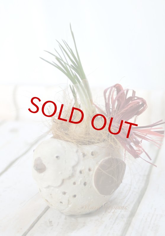 画像6: サフランと小鳥の球根ギフト (6)