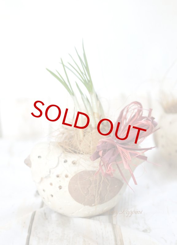 画像5: サフランと小鳥の球根ギフト (5)