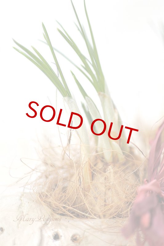 画像3: サフランと小鳥の球根ギフト (3)