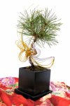 画像3: Bonsai-松 (3)