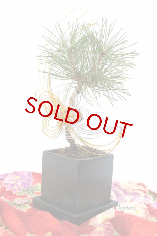 画像3: Bonsai-松 (3)