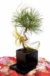 画像2: Bonsai-松 (2)