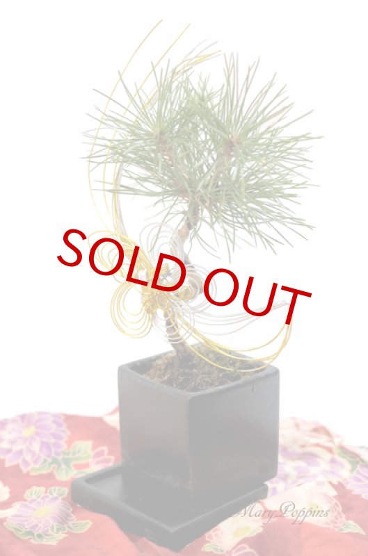 画像2: Bonsai-松 (2)