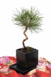 画像4: Bonsai-松 (4)