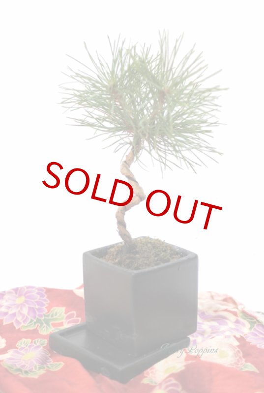 画像4: Bonsai-松 (4)