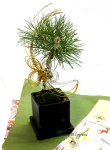 画像5: Bonsai-松 (5)
