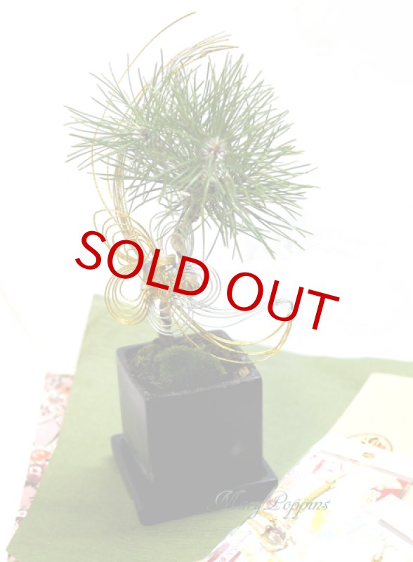 画像5: Bonsai-松 (5)