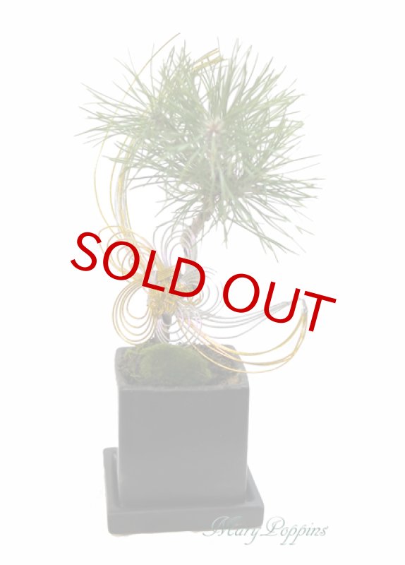 画像6: Bonsai-松 (6)