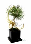 画像1: Bonsai-松 (1)