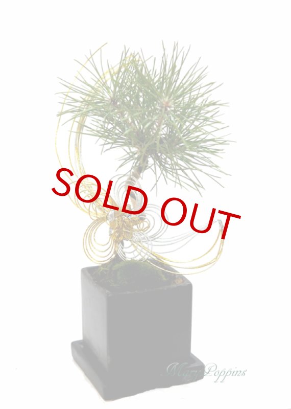 画像1: Bonsai-松 (1)