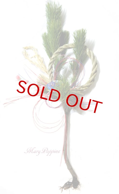 画像4: 根引松のお正月飾り (4)