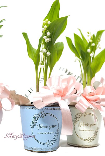 鈴蘭（すずらん）の鉢植えギフト|フラワーギフトMaryPoppins