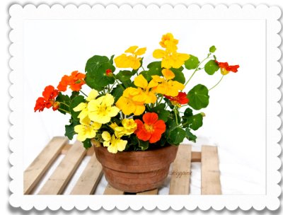 画像2: ナスタチウムの鉢植えギフト