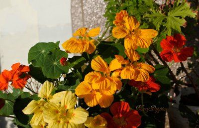 画像1: ナスタチウムの鉢植えギフト