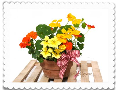 画像3: ナスタチウムの鉢植えギフト