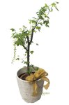 画像5: 金鎖（キングサリ）の鉢植えギフト (5)