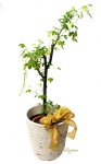 画像4: 金鎖（キングサリ）の鉢植えギフト (4)