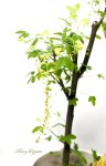 画像3: 金鎖（キングサリ）の鉢植えギフト (3)