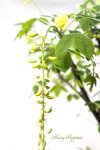 画像2: 金鎖（キングサリ）の鉢植えギフト (2)