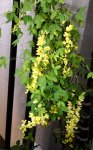 画像6: 金鎖（キングサリ）の鉢植えギフト (6)