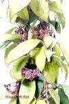 画像7: 桜蘭（サクララン）の鉢植えギフト (7)