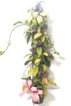 画像5: 桜蘭（サクララン）の鉢植えギフト (5)