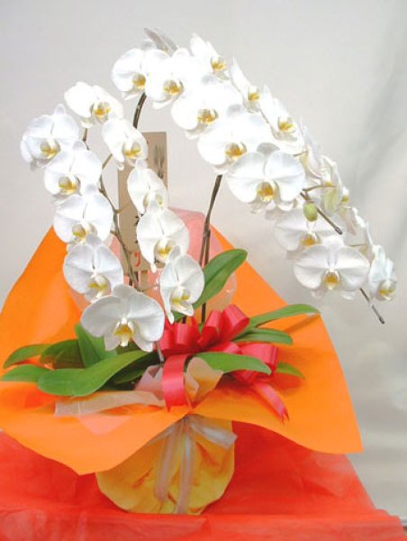 胡蝶蘭の鉢植えギフト。白、ピンク、３本立て、５本立て、１０本立て 