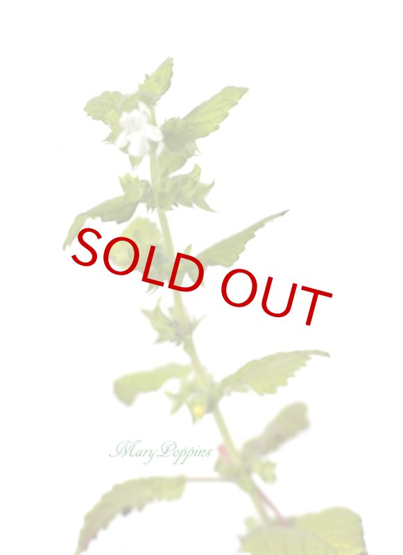 画像5: レモンバーム（メリッサ）の鉢植えギフト (5)