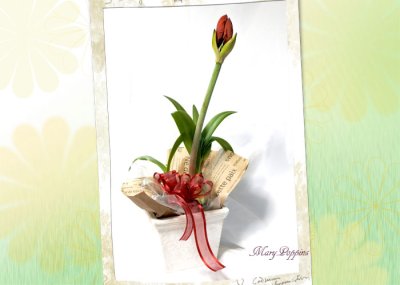 画像3: アマリリスの鉢植えギフト