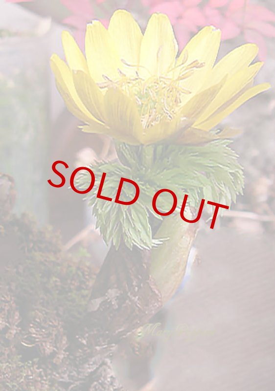 画像4: 福寿草の竹筒ポットの贈物 (4)