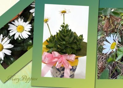 画像1: 浜菊の鉢植えギフト
