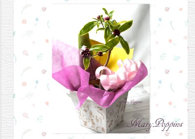 画像3: 沈丁花（ジンチョウゲ）の鉢植えギフト